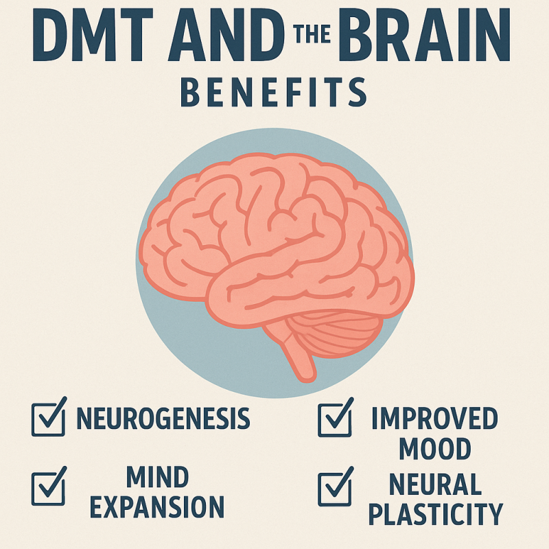 DMT and the brain benefits
